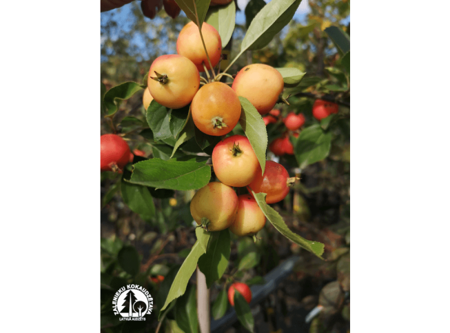 Malus   'John Downie'